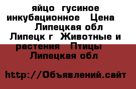 яйцо  гусиное инкубационное › Цена ­ 80 - Липецкая обл., Липецк г. Животные и растения » Птицы   . Липецкая обл.